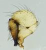 Holocnemus pluchei